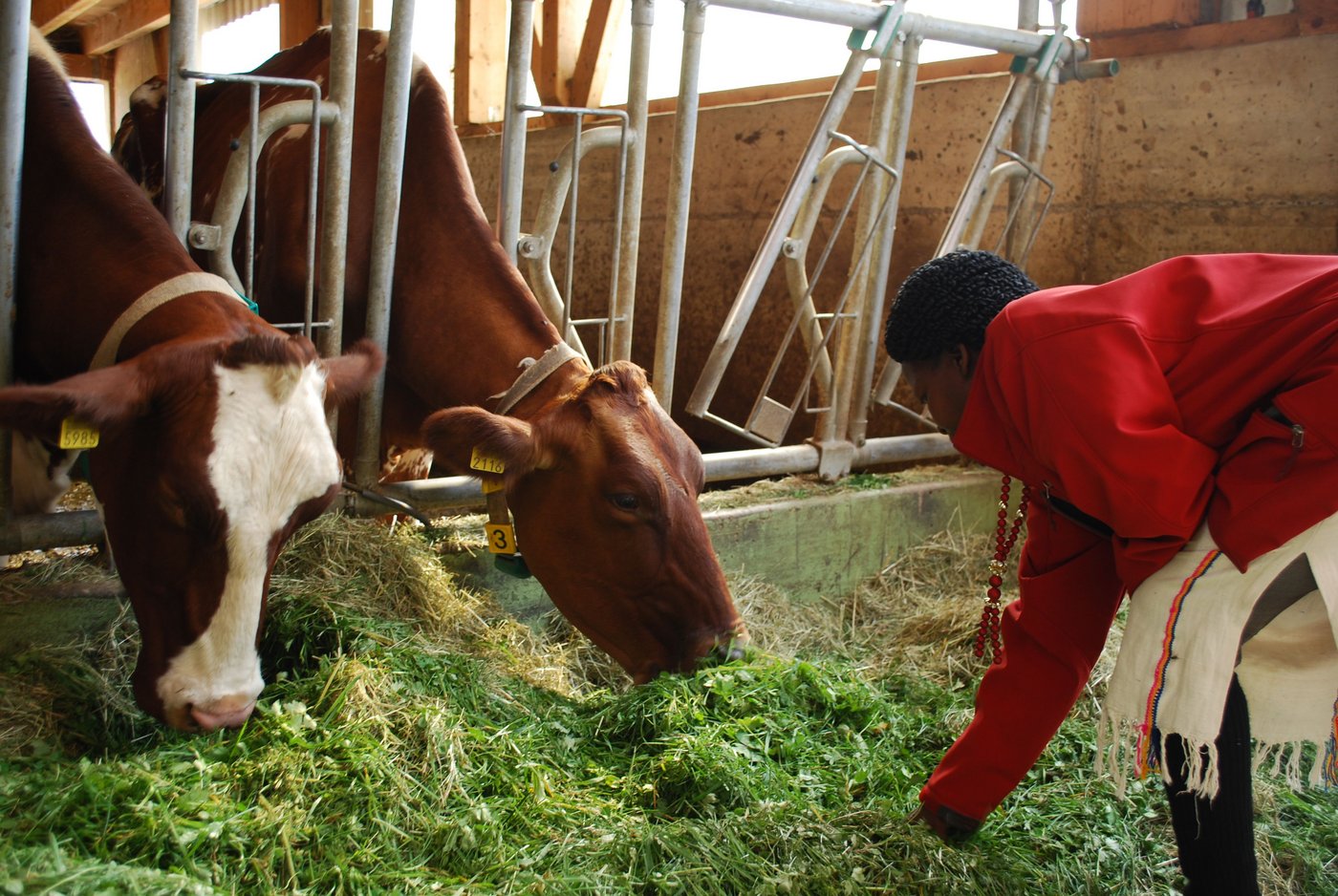 Die Kühe liessen sich nicht aus der Ruhe bringen.