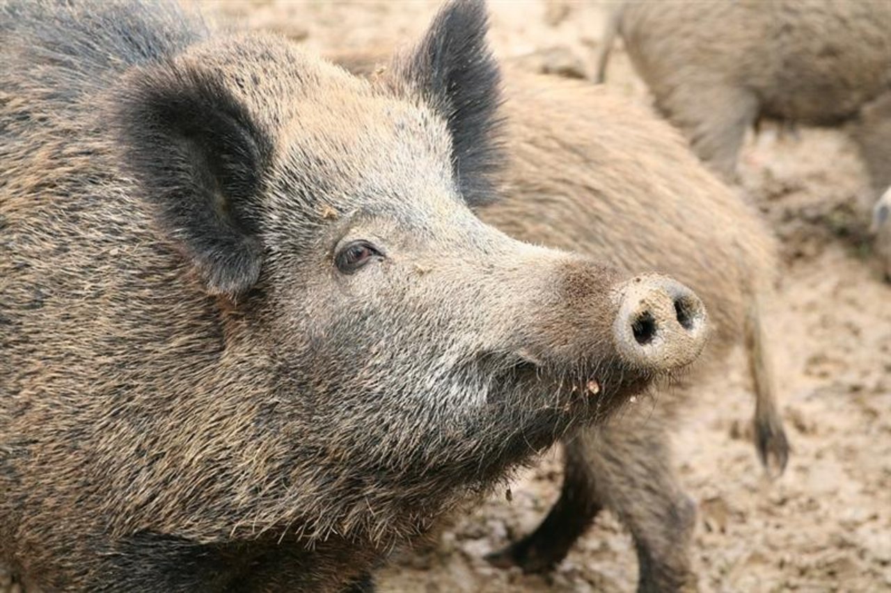 Die Gefahr von Afrikanischer Schweinepest in der Schweiz steigt. (Symbolbild Pixabay)