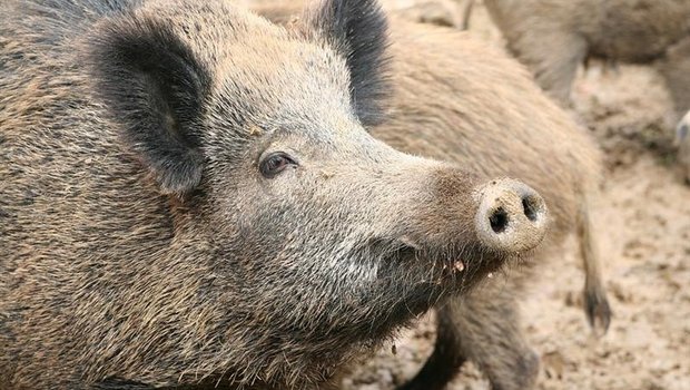 Die Gefahr von Afrikanischer Schweinepest in der Schweiz steigt. (Symbolbild Pixabay)