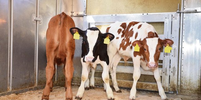 Die Nachfrage nach reinen männlichen Milchrassenkälbern ist aktuell sehr bescheiden. 