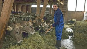 SMP-Kandidat Urs Werder führt im Toggenburg einen Biobetrieb. Auf die Braune Rasse setzt er, weil es unproblematische und langlebige Kühe sind und weil er Freude an der Zucht hat.