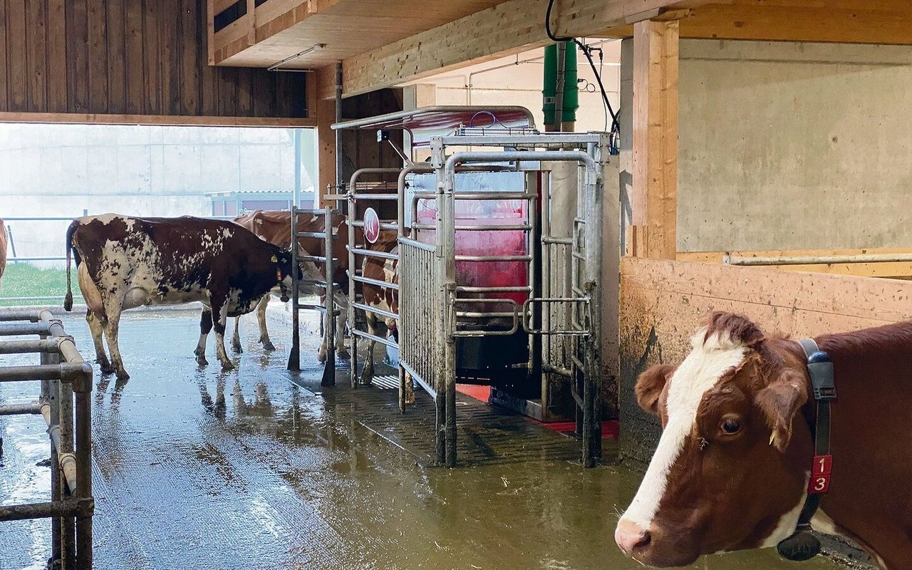 In der Melkkammer von Andreas Rickli hängt der «Micro Dairy Sprayer» von Lely, der gezielt homöopathische Mittel abgibt. Obwohl es (noch) keine wissenschaftliche Belege gibt, sieht der Landwirt eine klare Wirkung der Substanz.