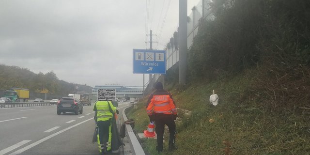 Der Schwan hat wohl die falsche Auffahrt gewählt. (Bilder Kantonspolizei Aargau)