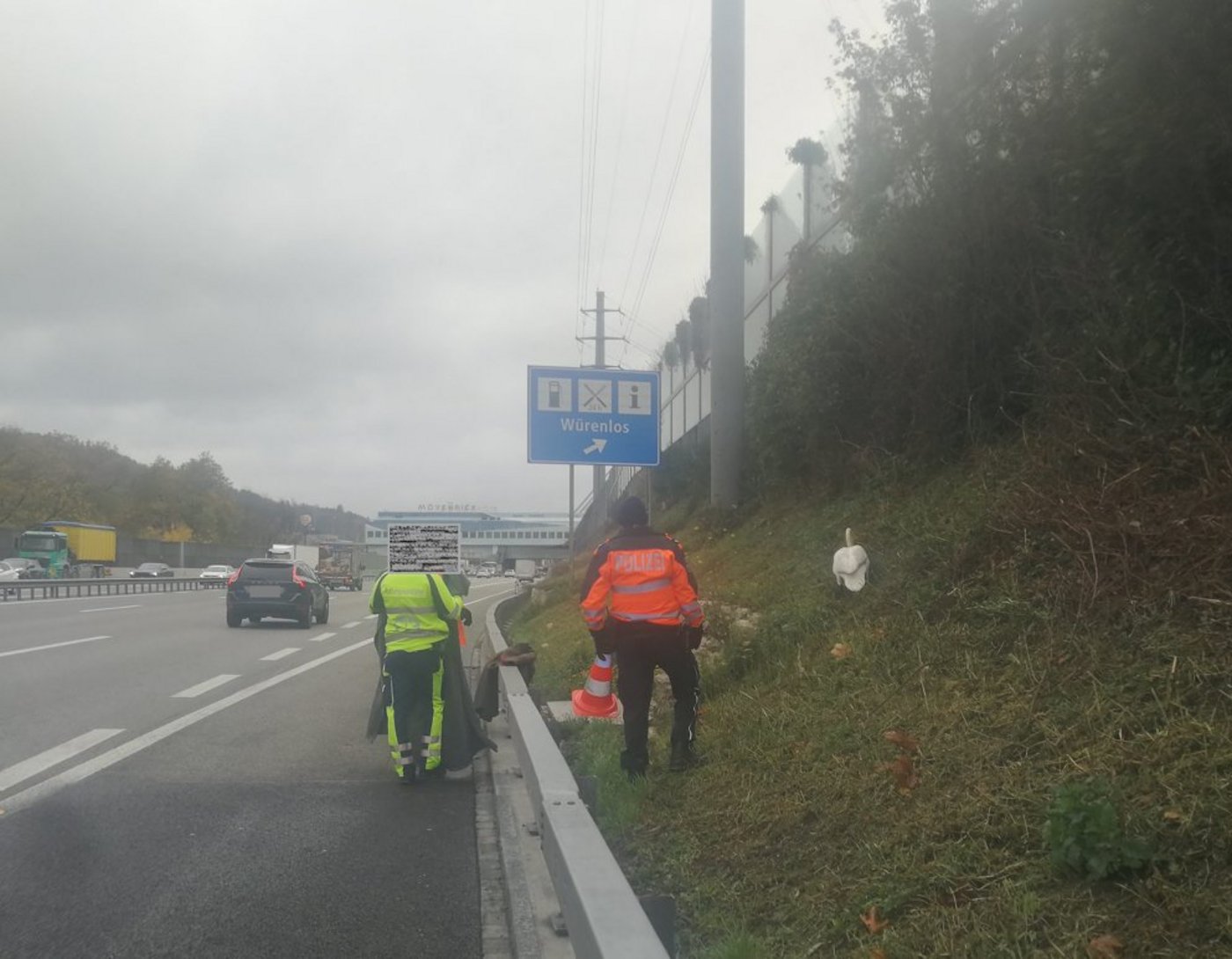 Der Schwan hat wohl die falsche Auffahrt gewählt. (Bilder Kantonspolizei Aargau)