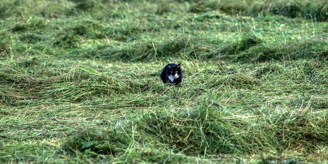 Normalerweise suchen Katzen das Weite, wenn eine Maschine näher kommt. Manchmal werden sie aber trotzdem von einem Mäher erfasst und schwer verletzt oder getötet. (Bild planet_fox / Pixabay)