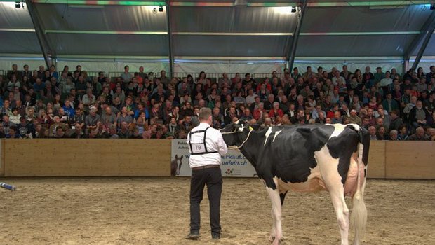 Wo es Wettbewerb gibt, ist der Neid nicht weit. Ein Züchter an der Bea-Expo im Mai 2017 führt seine Kuh vor. (Bild hja)