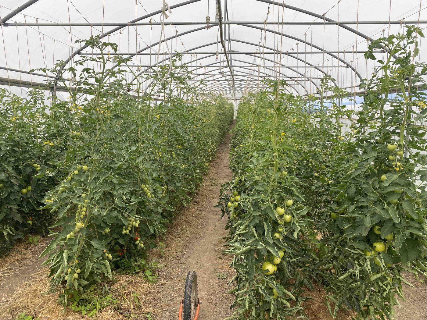 In mehreren Tunneln gedeihen Tomaten. 