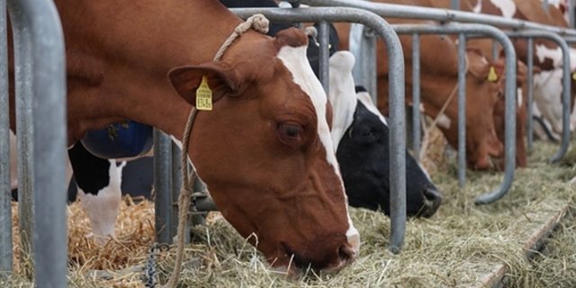 Biobauern finden wegen der Trockenheit fast kein Biofutter mehr. (Bild Pixabay)