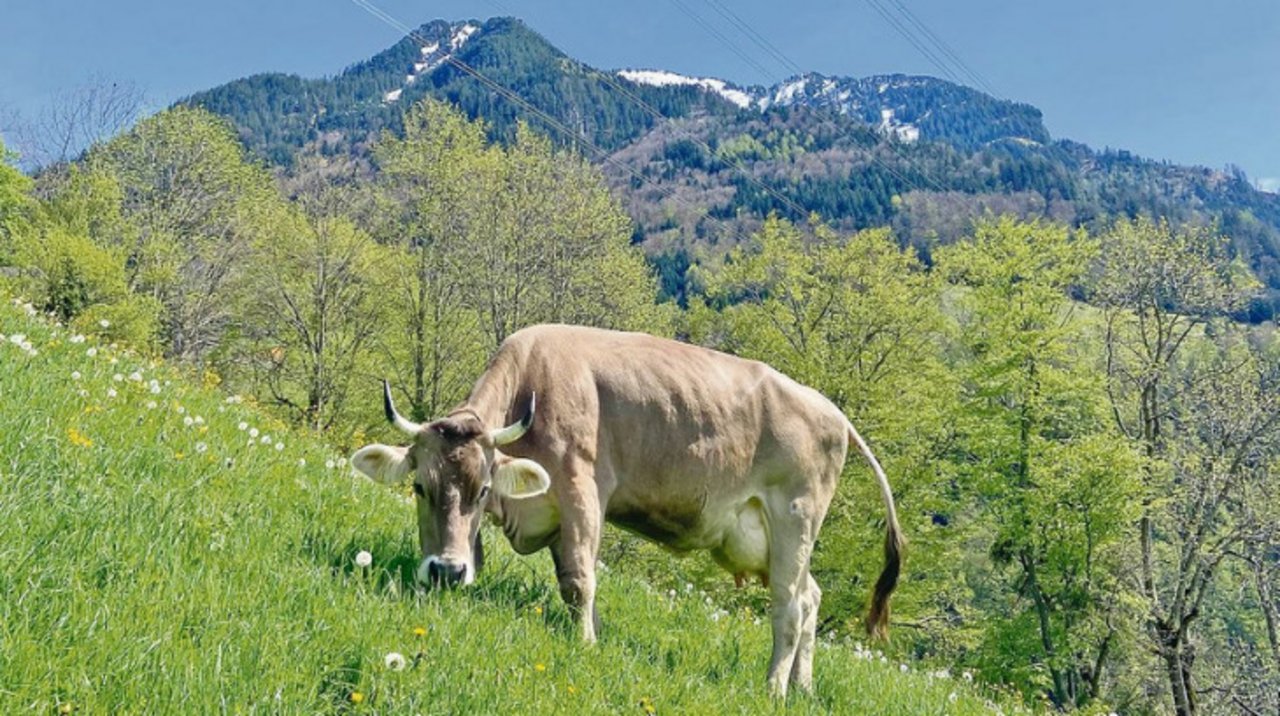 Macht das Sinn? Der Bund will zwecks Klimaschonung langlebige Kühe fördern. Die Branche will nun den Nutzen abklären. (Bild akr)