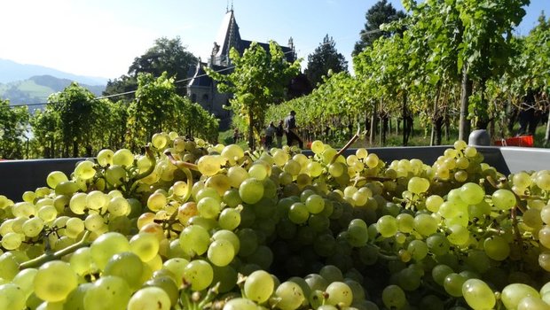Die Schweizer Weinbranche kämpft neben der Corona-Krise auch noch immer mit der grossen Ernte von 2018. (Bild BauZ) 
