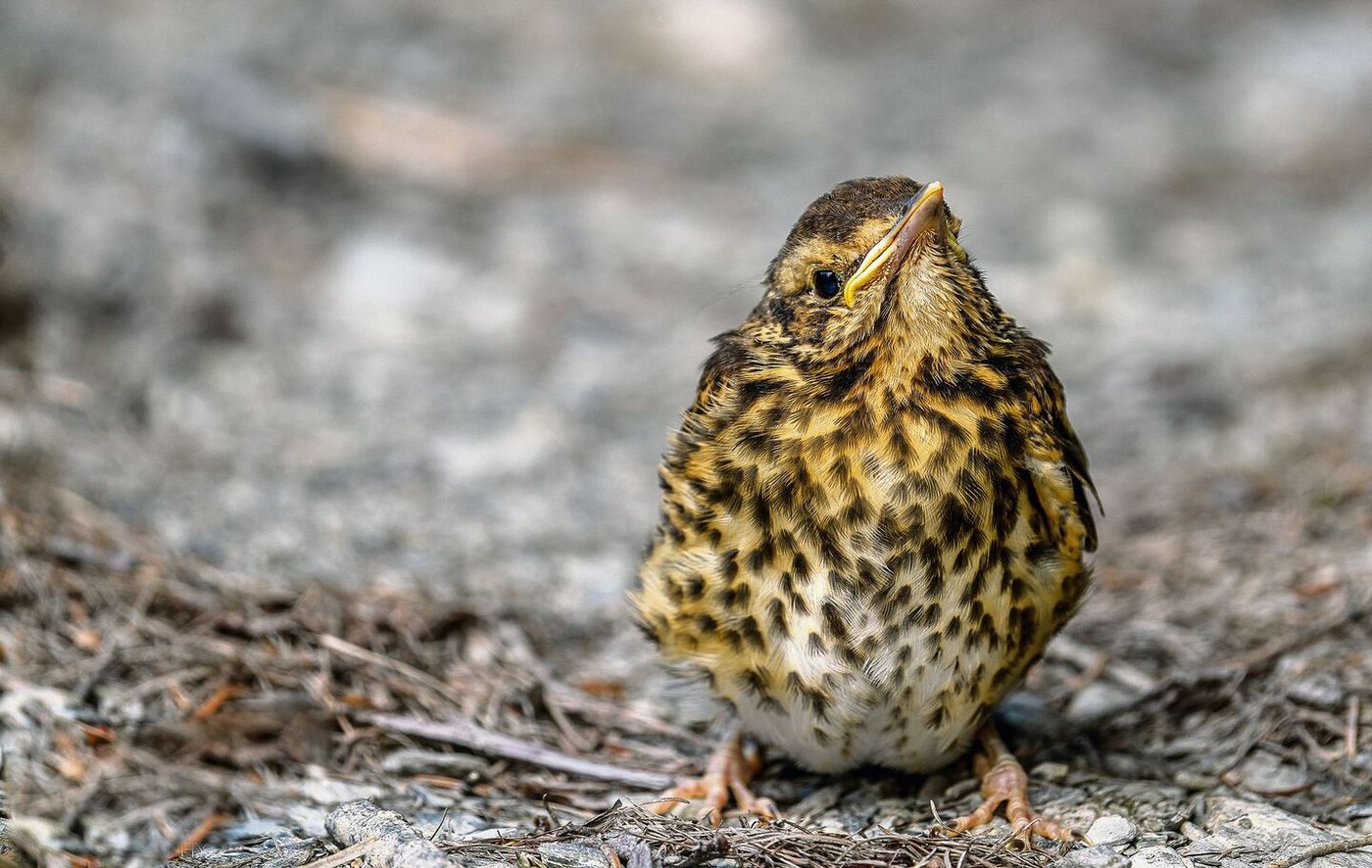 Typisch für die Singdrossel sind die pfeilförmigen Punkte im Brustgefieder.