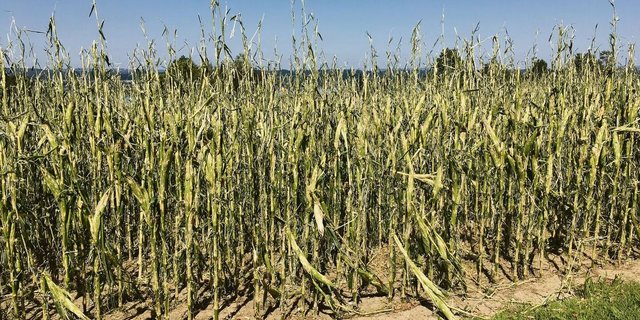 Auswirkungen eines starken Hagelsturms auf Silomais, Salenstein TG, August 2017. Solche Ereignisse werden laut wissenschaftlichen Studien in Zukunft zunehmen.