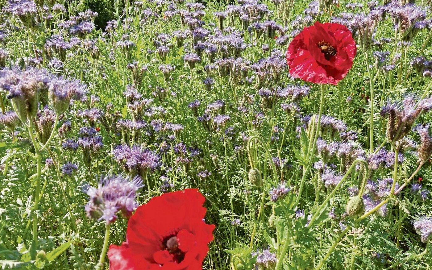 Schön und nützlich: eine Gründüngung im Frühsommer mit blühender Phacelia und Mohn. Sie ist auch eine gute Nahrungsquelle für Nützlinge. 