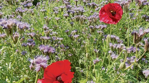 Schön und nützlich: Schön und nützlich: eine Gründüngung im Frühsommer mit blühender Phacelia und Mohn. Sie ist auch eine gute Nahrungsquelle für Nützlinge.