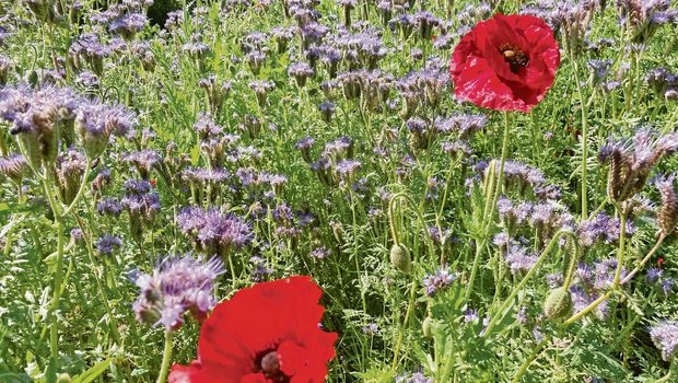 Schön und nützlich: Schön und nützlich: eine Gründüngung im Frühsommer mit blühender Phacelia und Mohn. Sie ist auch eine gute Nahrungsquelle für Nützlinge.