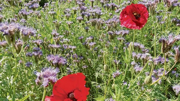 Schön und nützlich: eine Gründüngung im Frühsommer mit blühender Phacelia und Mohn. Sie ist auch eine gute Nahrungsquelle für Nützlinge. 