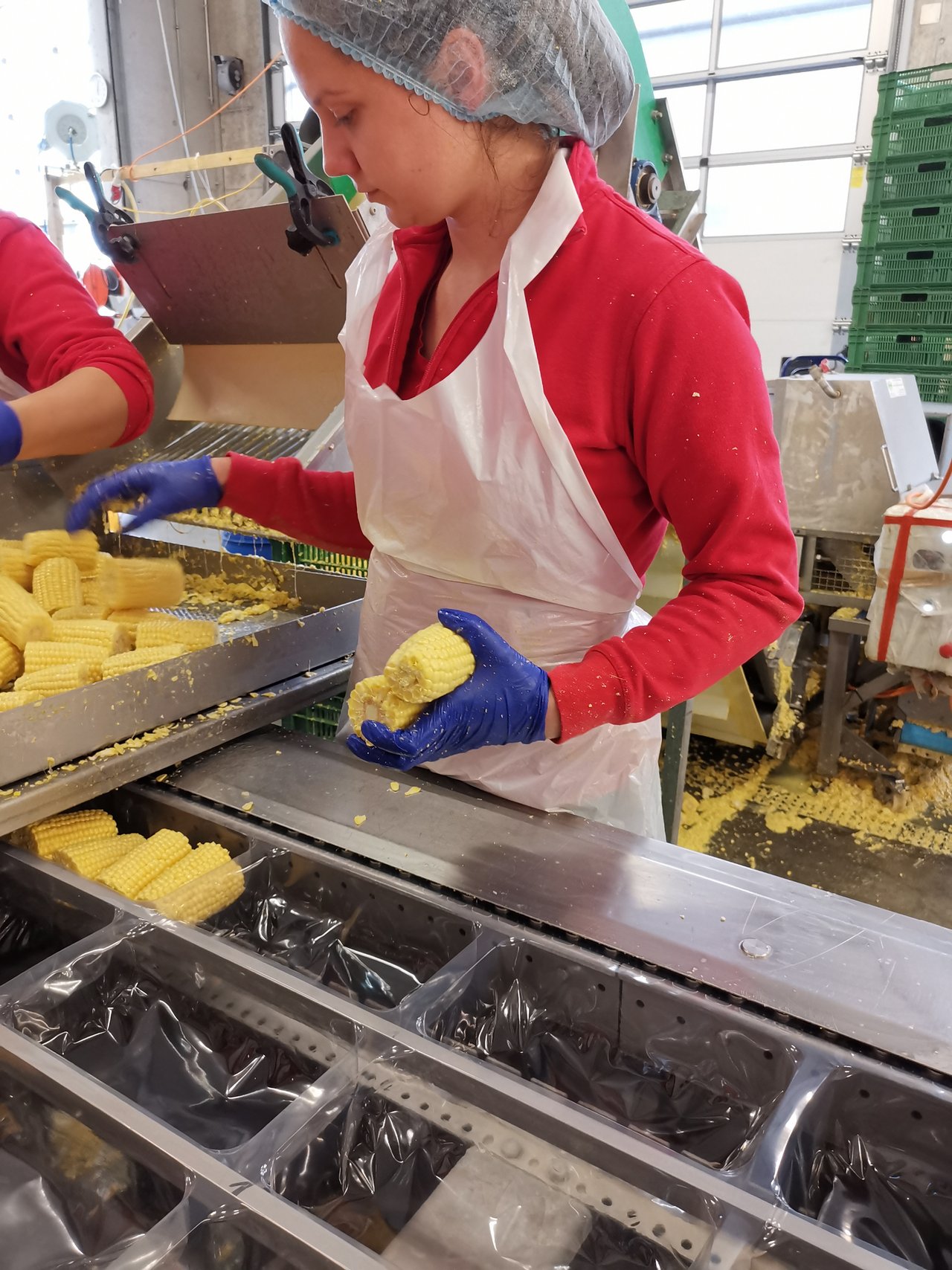 Eine Mitarbeiterin legt Zuckermais-Rugeli in eine Folie. Darin werden sie anschliessend pasteurisiert.