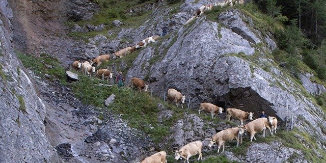Der Alpabzug von der Engtligenalp dauert rund eineinhalb Stunden. (Bild Talk)