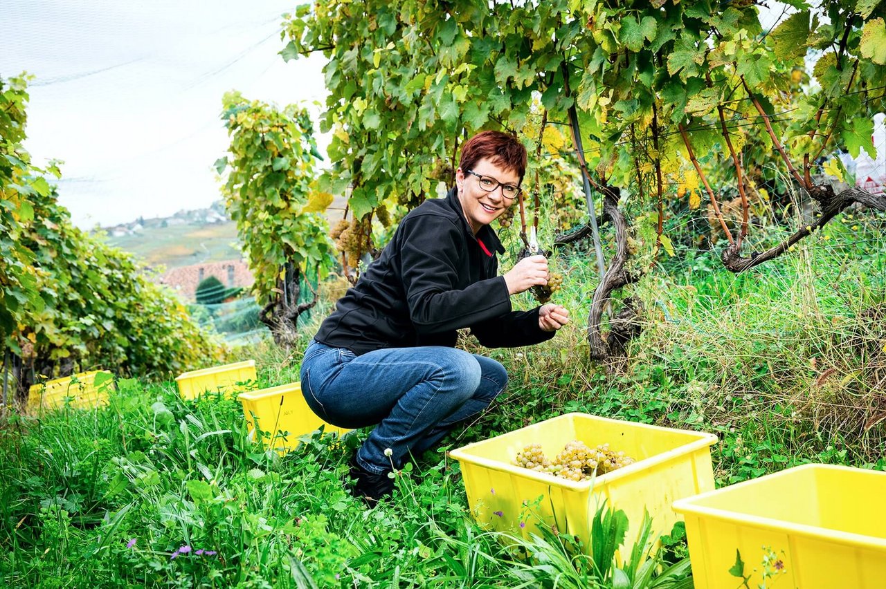 Landfrauenküche 2019 - Aurélia Joly Foto-Shooting während der Weinlese (Bild: SRF/Ueli Christoffel)