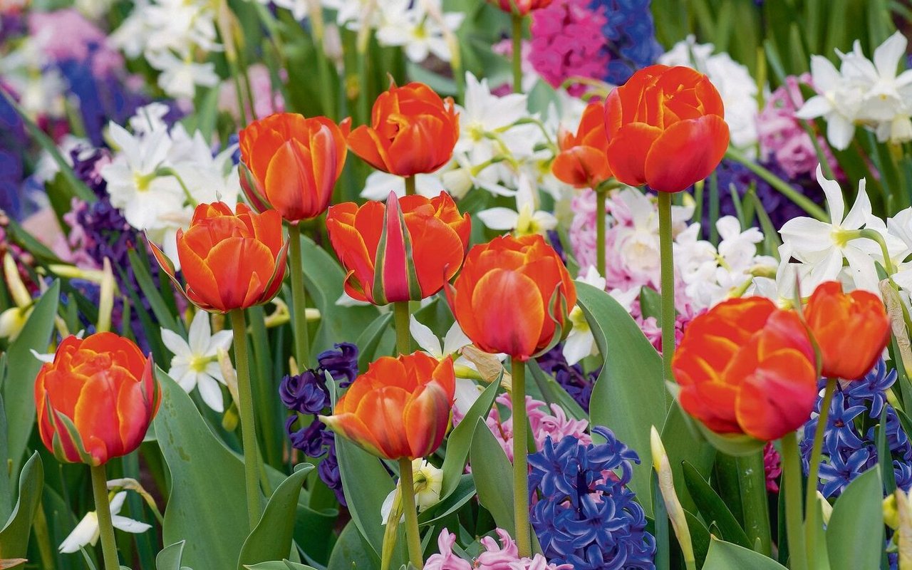 Mischpflanzung mit orangen Tulpen, blauen und rosafarbenen Hyazinthen und weissen Narzissen. 