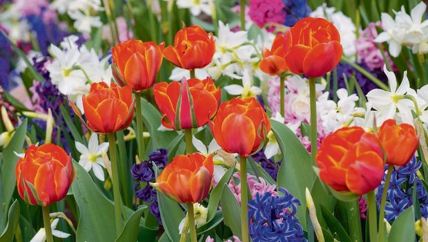 Mischpflanzung mit orangen Tulpen, blauen und rosafarbenen Hyazinthen und weissen Narzissen. 