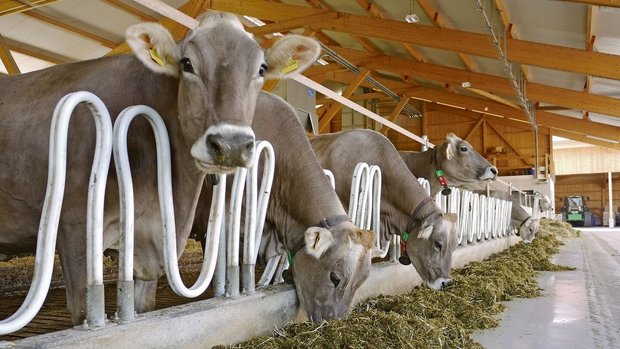 Eine nicht an die Ge Eine nicht an die Genetik angepasste Reduktion der Kraftfuttermenge hat Einfluss auf Leistung und Gesundheit der Milchviehherde.