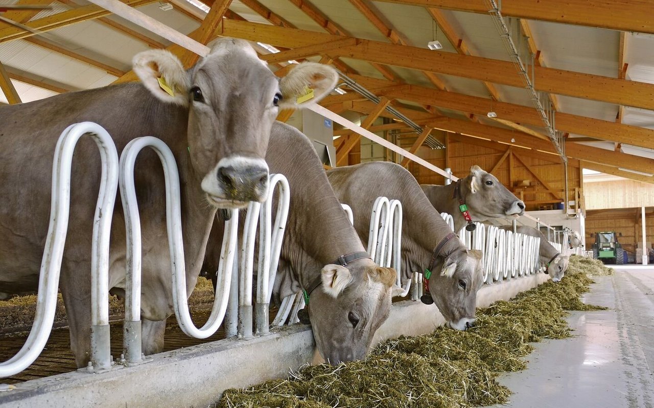 Eine nicht an die Genetik angepasste Reduktion der Kraftfuttermenge hat Einfluss auf Leistung und Gesundheit der Milchviehherde.