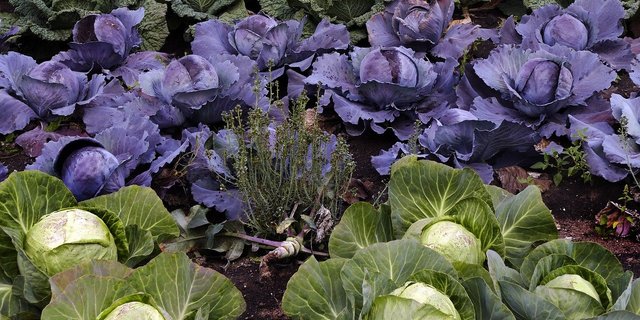 Prinz Charles bittet das Volk, bei der Ernte von Obst und Gemüse zu helfen. (Bild pixabay)