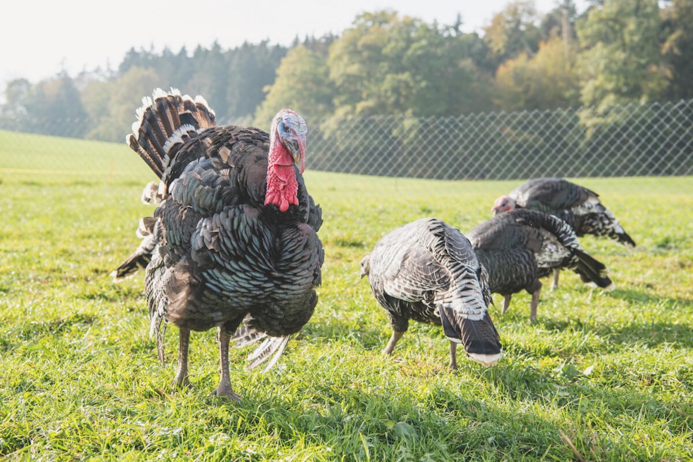 Neben Weidegänsen hält Andrea Aeppli auch Truten. (Foto: Marion Nitsch)