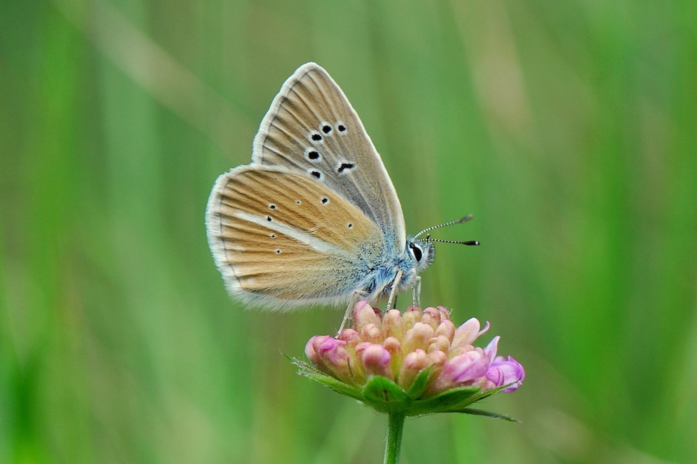 Schmetterlinge wie dieser Streifen-Bläuling (Polyommatus damon) können sich durch Abwanderung in höhere Lagen an das veränderte Klima in den Alpen anpassen. (Bild Yannick Chittaro)