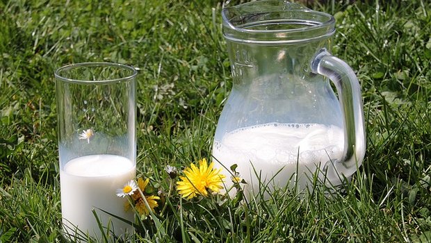 Mit Frischgras lässt sich Milch laut Agroscope einen Viertel bis einen Drittel günstiger produzieren. (Bild Pixabay)
