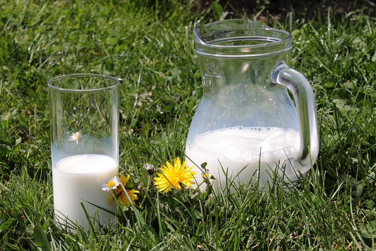 Mit Frischgras lässt sich Milch laut Agroscope einen Viertel bis einen Drittel günstiger produzieren. (Bild Pixabay)