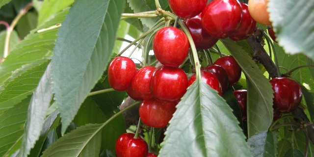 Am 28. Juni auf dem Hotzenhof im Mittelpunkt: Die Kirsche. (Archivbild BauZ)