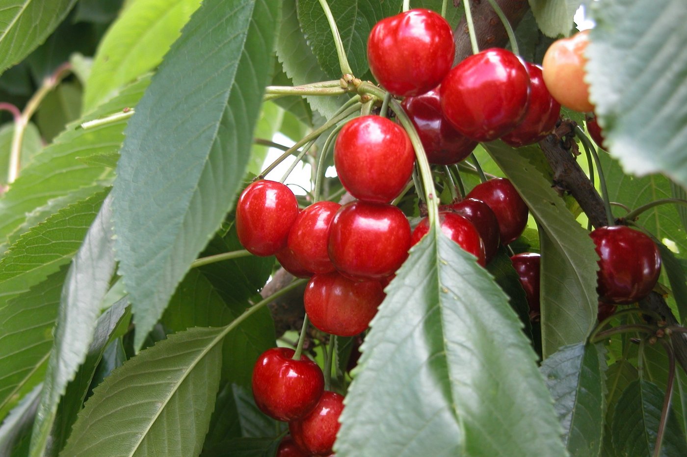 Am 28. Juni auf dem Hotzenhof im Mittelpunkt: Die Kirsche. (Archivbild BauZ)