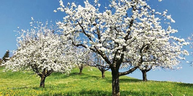 Hochstamm-Chriesibäume prägen zwar das Landschaftsbild, sind aber wirtschaftlich selten interessant. Entsprechend häufig fallen sie der Motorsäge zum Opfer.