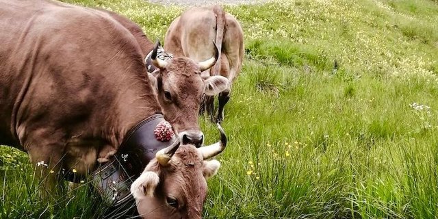 Die anstrengende Reise macht durstig. (Bild Martin Bergmann)