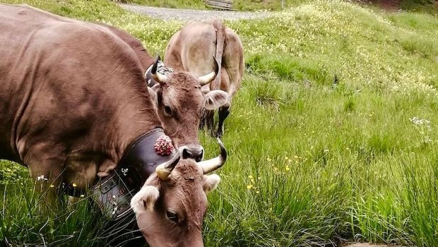 Alptagebuch Teil 1 – Endlich auf der Bummere angekommen Die anstrengende Reise macht durstig. (Bild Martin Bergmann)