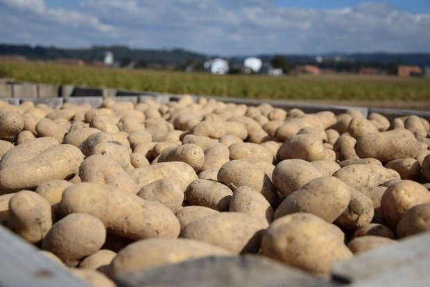 In der Schweiz gibt es dieses Jahr laut Swisspatat eine überdurchschnittliche Kartoffelernte. (Bild BauZ)