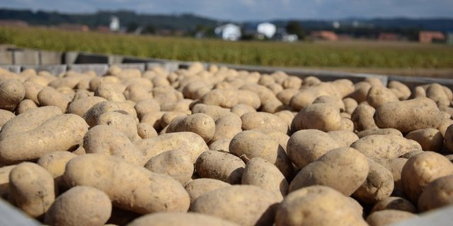 In der Schweiz gibt es dieses Jahr laut Swisspatat eine überdurchschnittliche Kartoffelernte. (Bild BauZ)