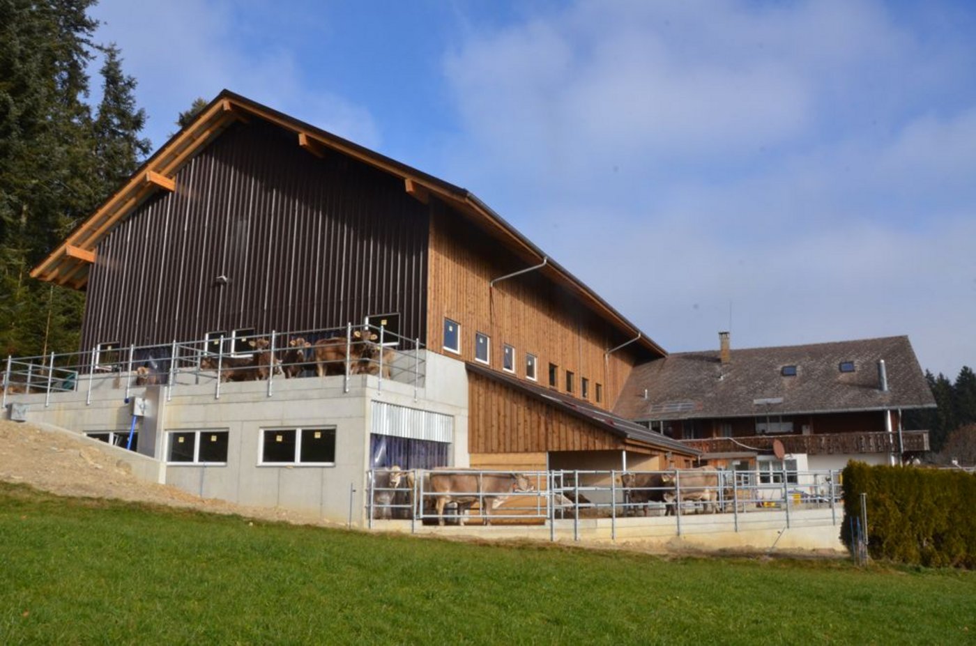 Oben die Rinder, unten die Kühe: Der zweistöckige Stall der Familie Siegrist in Heimenschwand BE. (Bild Aline Küenzi)