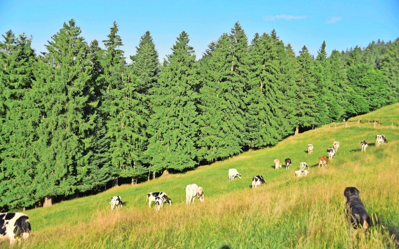 Die Kuhherde von der Familie Schenk besteht grösstenteils aus Holsteintieren. Doch auch noch eine reine Simmentalerkuh und ein paar Red Holstein befinden sich darunter. 
