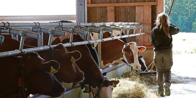 Der Stall ist genauso ihre Domäne wie die Küche: Die Definition der Bäuerin ist in Bewegung, wenn vielleicht auch nur langsam.