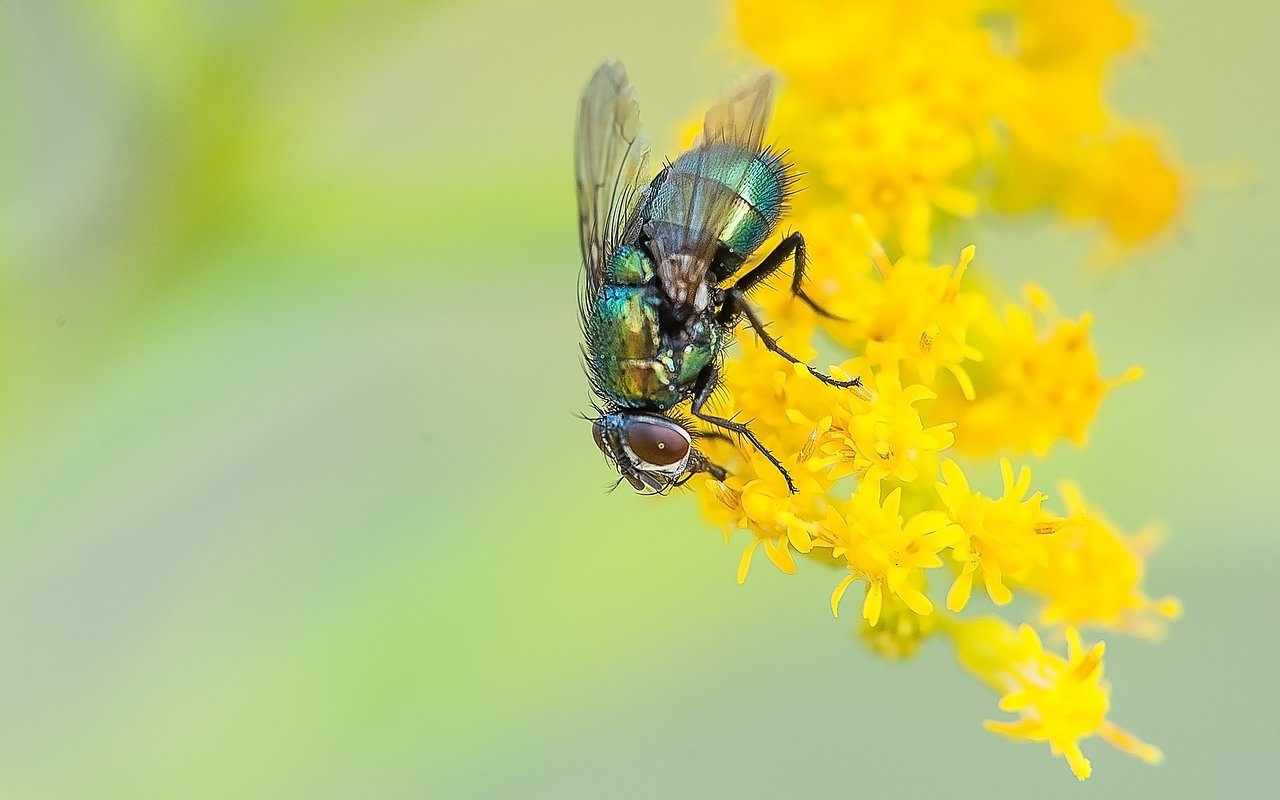 Neben Bienen leisten auch zahlreiche andere Insekten einen wichtigen Beitrag zur Bestäubung von Blüten.