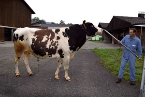 Christian Schwegler präsentiert den Red Holsteinstier Plattery Destry Rusty. (Bild Peter Fankhauser)