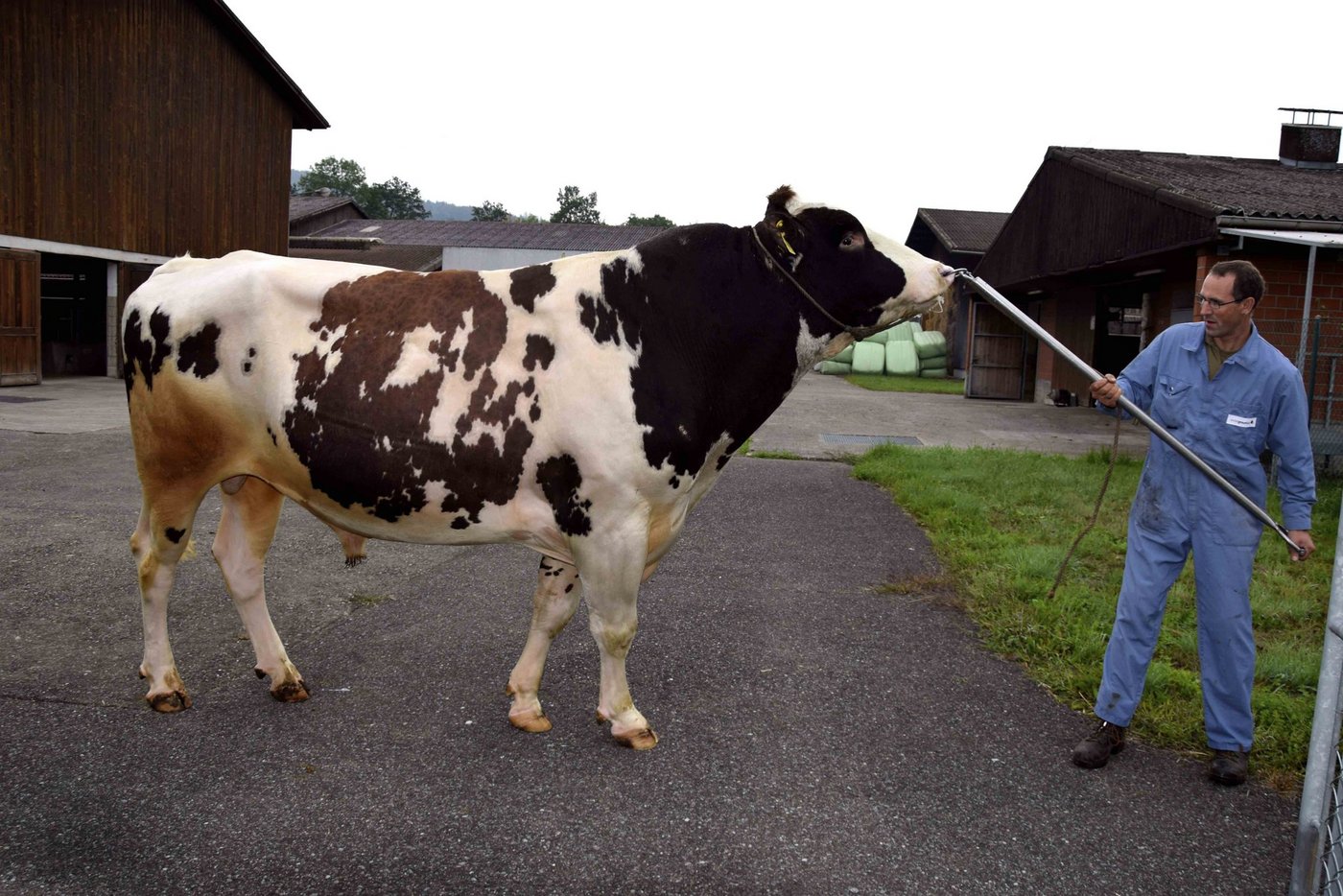 Christian Schwegler präsentiert den Red Holsteinstier Plattery Destry Rusty. (Bild Peter Fankhauser)