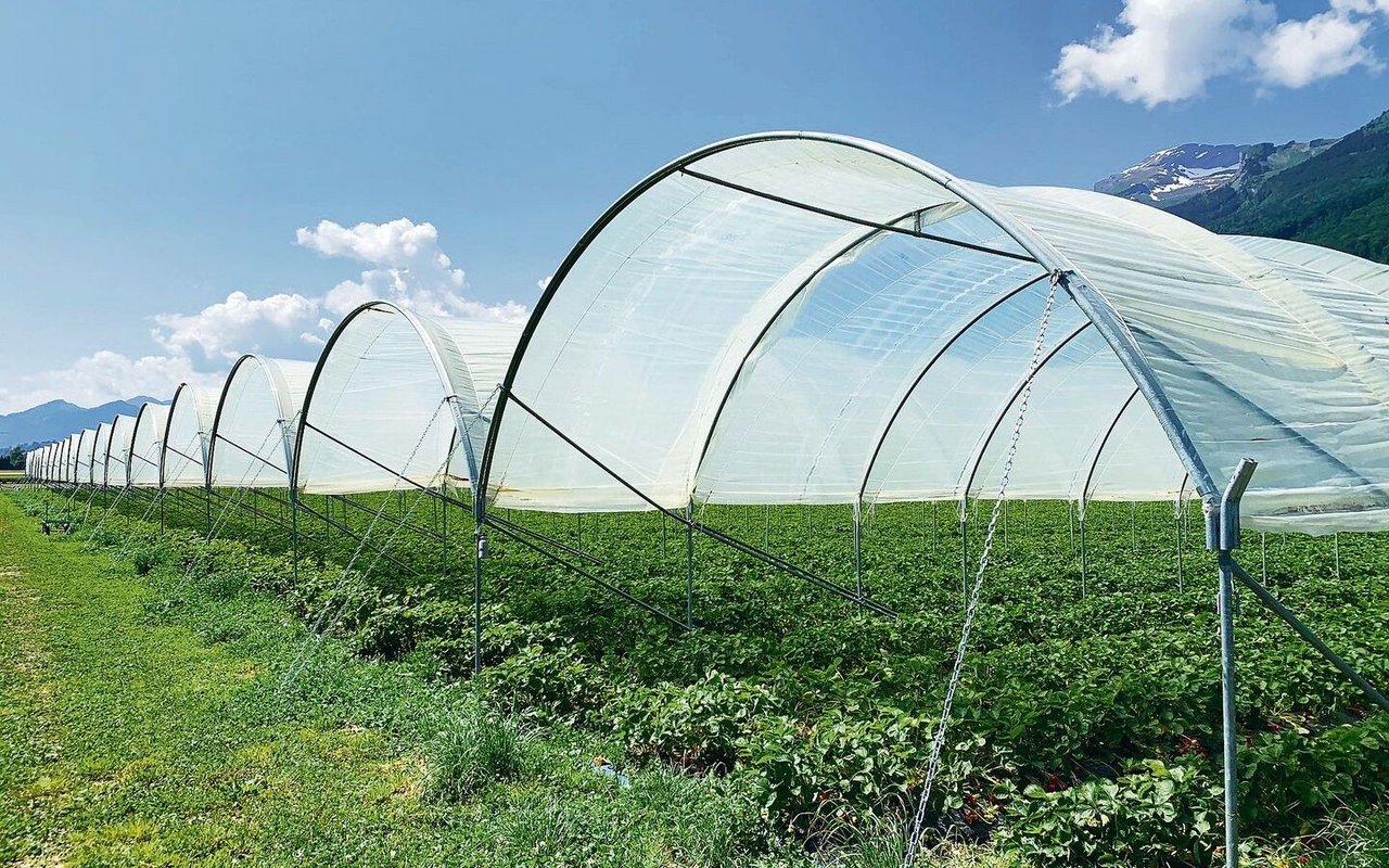 Spezialkulturen wie Beeren unter Folien können dazu beitragen, die Wertschöpfung auf Betrieben trotz Tierabbau zu halten. 