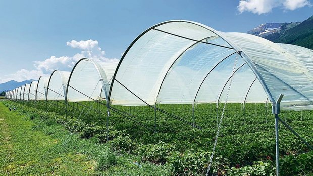 Spezialkulturen wie Beeren unter Folien können dazu beitragen, die Wertschöpfung auf Betrieben trotz Tierabbau zu halten. 