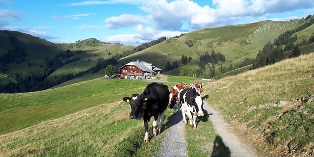 Alpabzug Neuenberg - Höiekrüz. (Bild Familie Eymann)