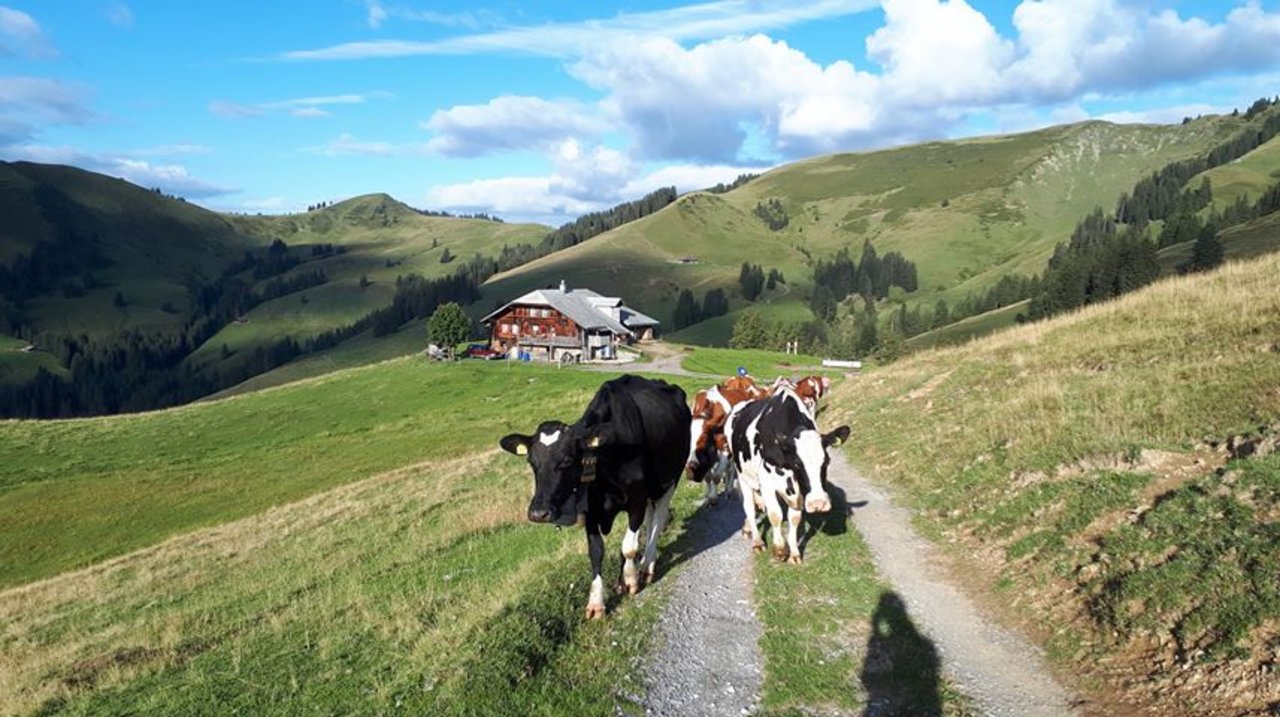 Alpabzug Neuenberg - Höiekrüz. (Bild Familie Eymann)