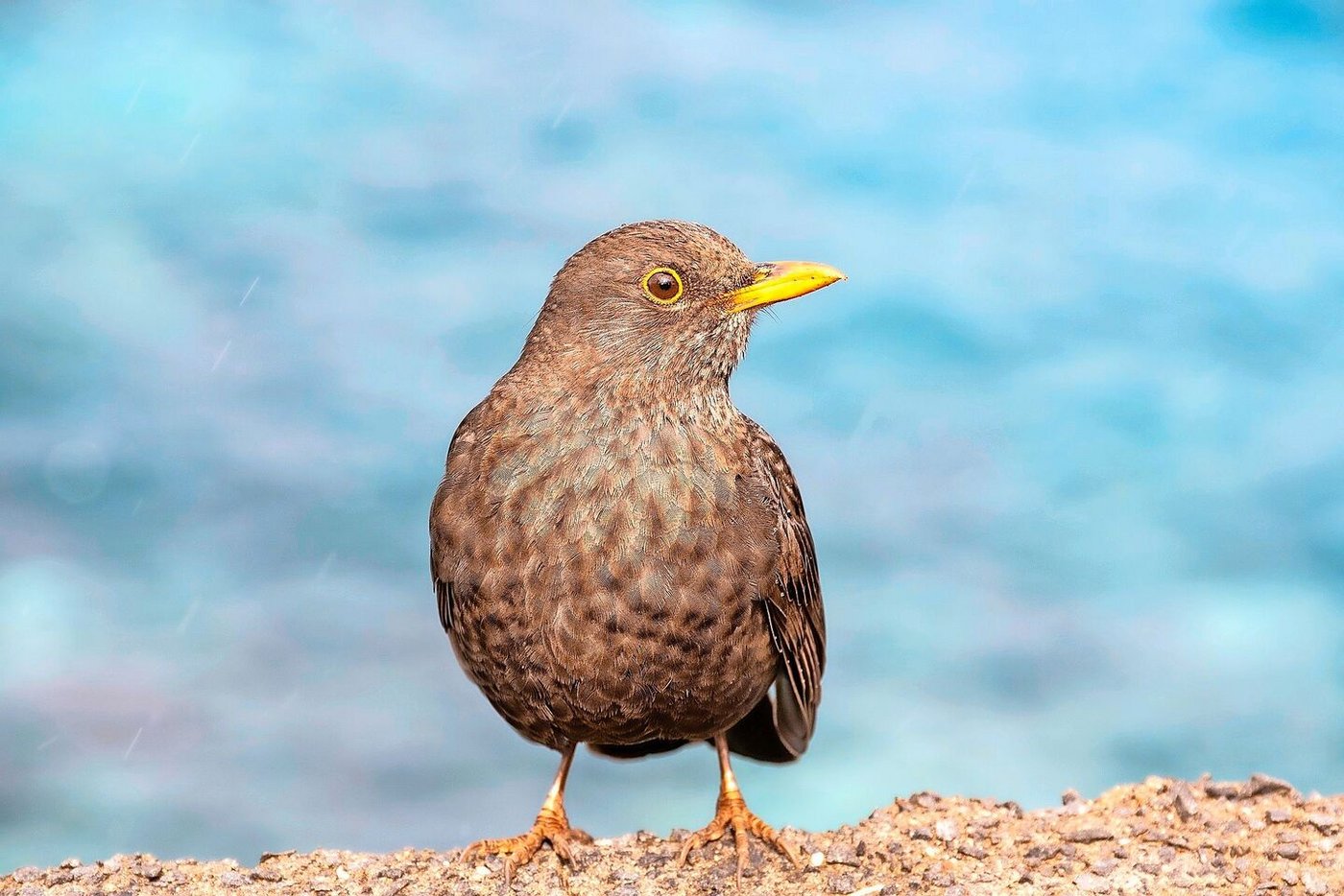 Amsel-Weibchen sind weniger auffällig und tragen ein braun geschecktes Gefieder.